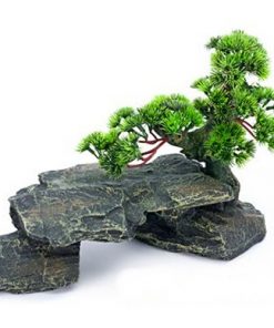 Large Bonsai Tree on Rocks