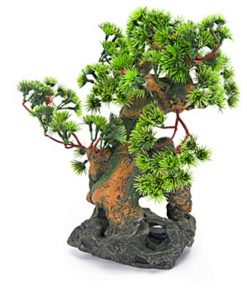 Bonsai Tree on Rocks