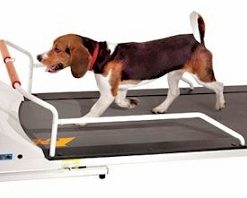 PetRun PR720F Dog Treadmill