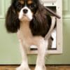 PetSafe Plastic Dog Door - Small - PPA00-10958